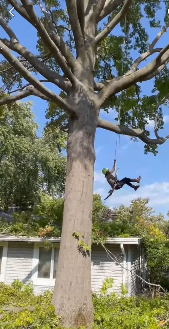 Arborist in safety gear swings from ropes attached to a large tree near a house.
