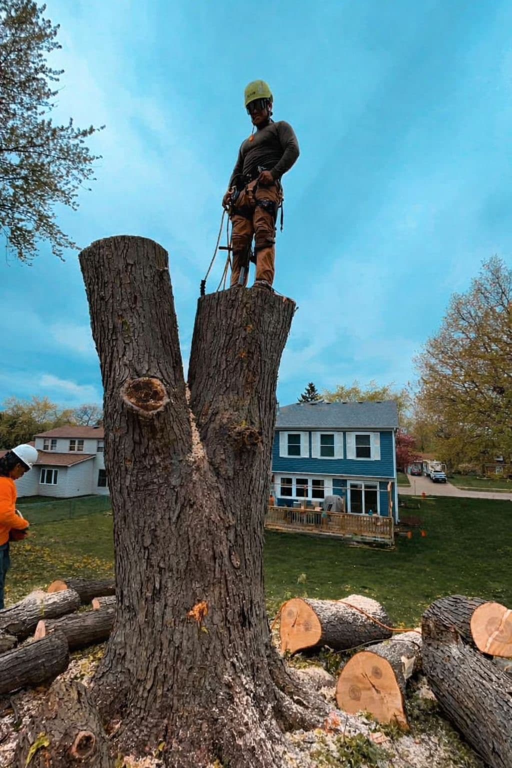 Arborist in safety gear stands on a large tree trunk with cut logs scattered below.